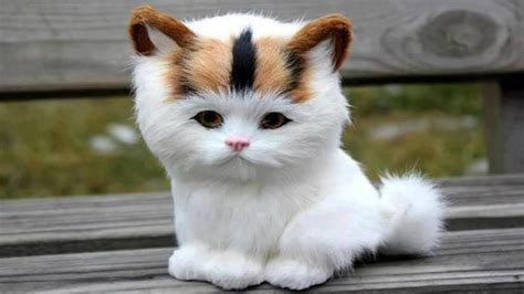 dünyanın en minik kedisi